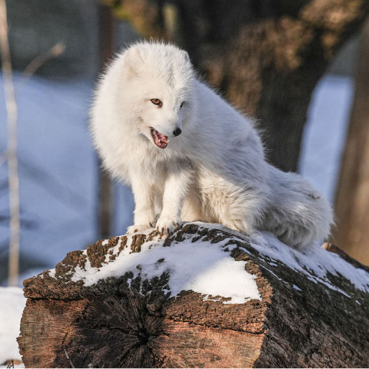 Dünyanın ilk modern açık hava müzesi