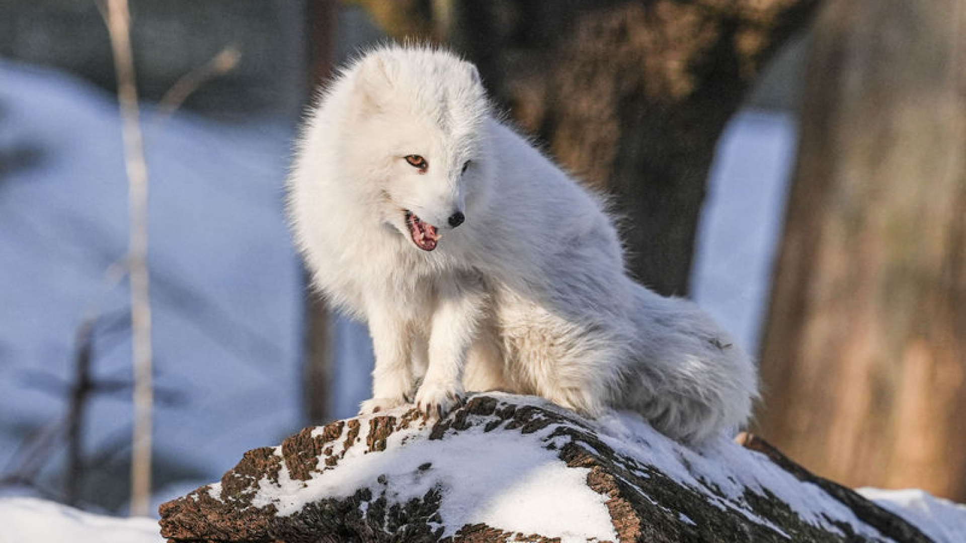 Dünyanın ilk modern açık hava müzesi: Skansen