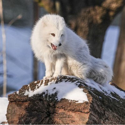 Dünyanın ilk modern açık hava müzesi