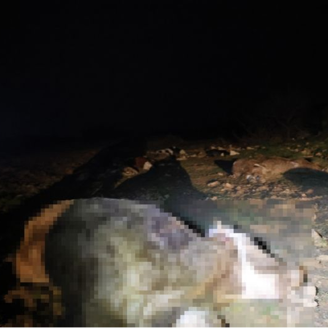 13 hayvanın şüpheli ölümü