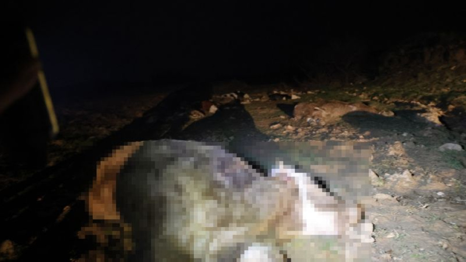 13 hayvanın şüpheli ölümü