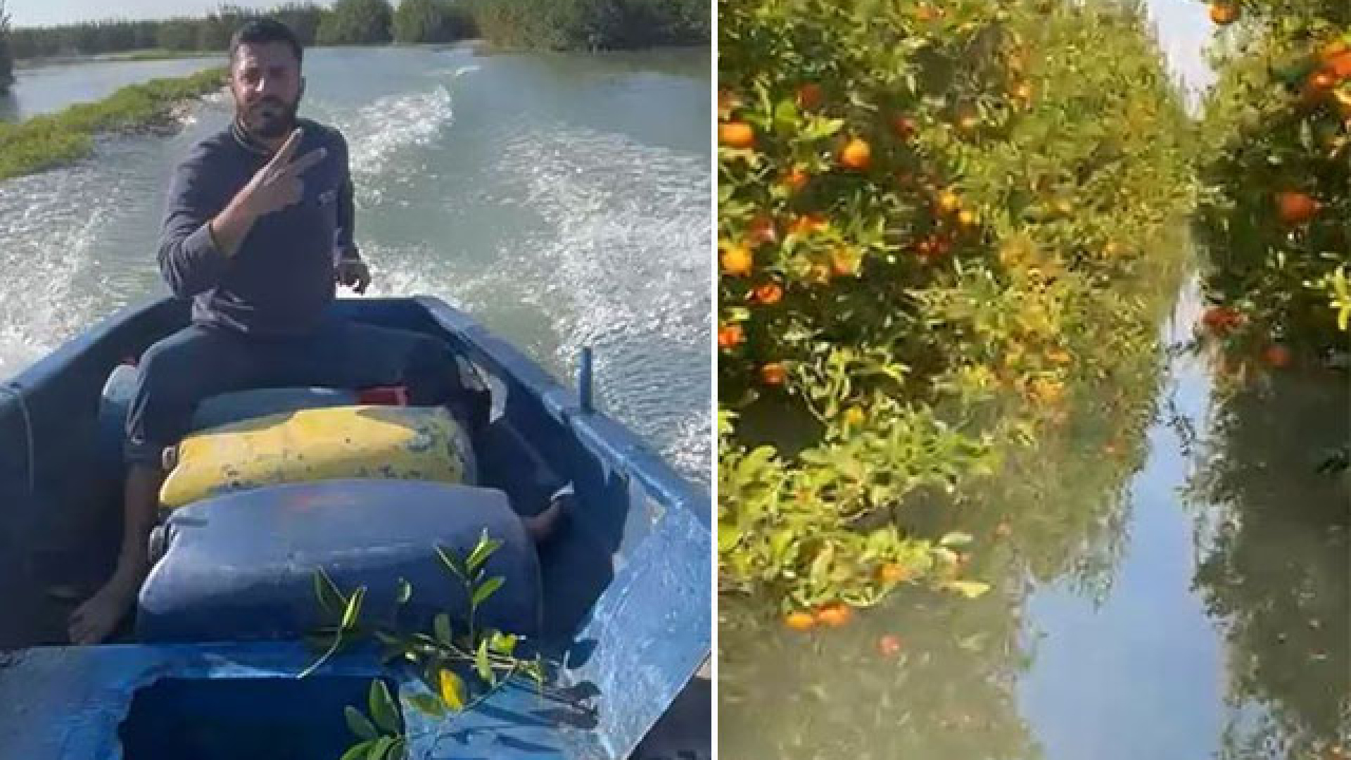 SON DAKİKA: Venedik değil Çukurova... Narenciye bahçesine motorlu kayıkla gitti | Son dakika haberleri