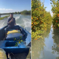 Venedik değil Çukurova... Narenciye bahçesine motorlu kayıkla gitti!