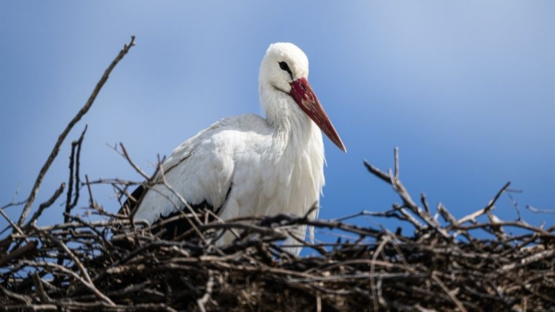 Yaren leyleğin erken gelen eşi Nazlı drone kamerasında