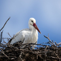 Eşi 20 gün erken geldi! Şimdi gözler Yaren'de