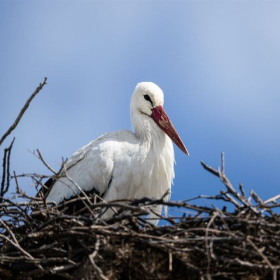 Eşi 20 gün erken geldi! Şimdi gözler Yaren'de