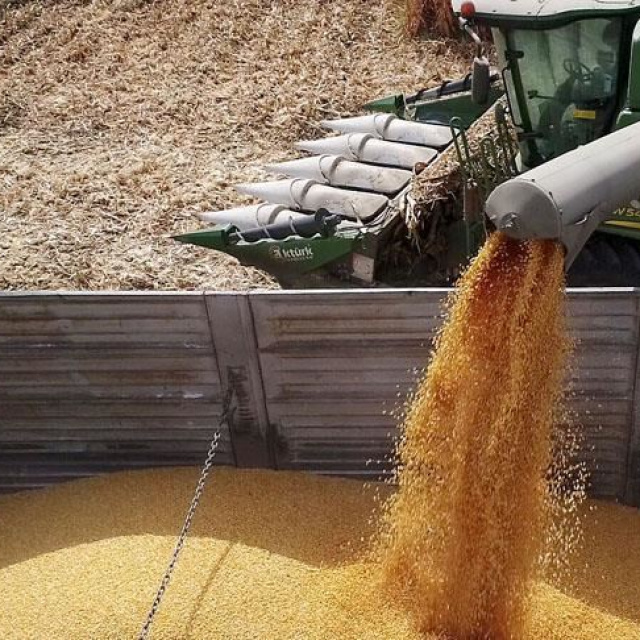 TİGEM 732 ton yem alımı için ihaleye çıkıyor