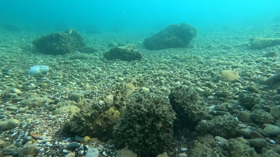 Marmara'da deniz kestanesi avcılığı yapılmasın uyarısı