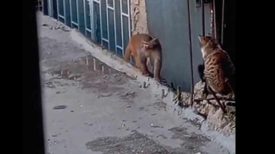 Yasaklı maymun türü firar ederken yakalandı