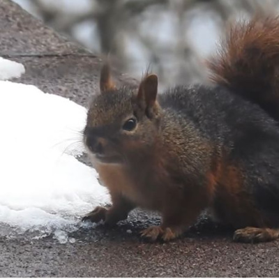 Kar ile susuzluğunu gideren sincap kamerada