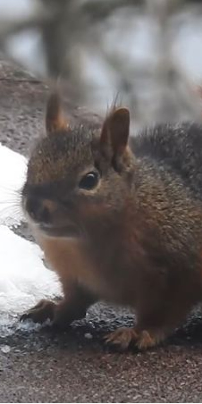 Kar ile susuzluğunu gideren sincap kamerada