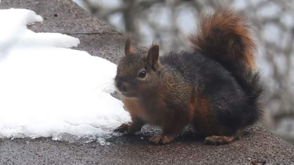 Kar ile susuzluğunu gideren sincap kamerada
