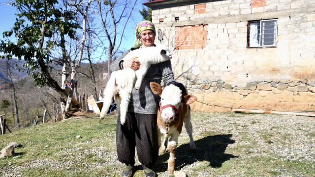 Hem kuzusunu hem de engelli buzağısını yanından ayırmıyor