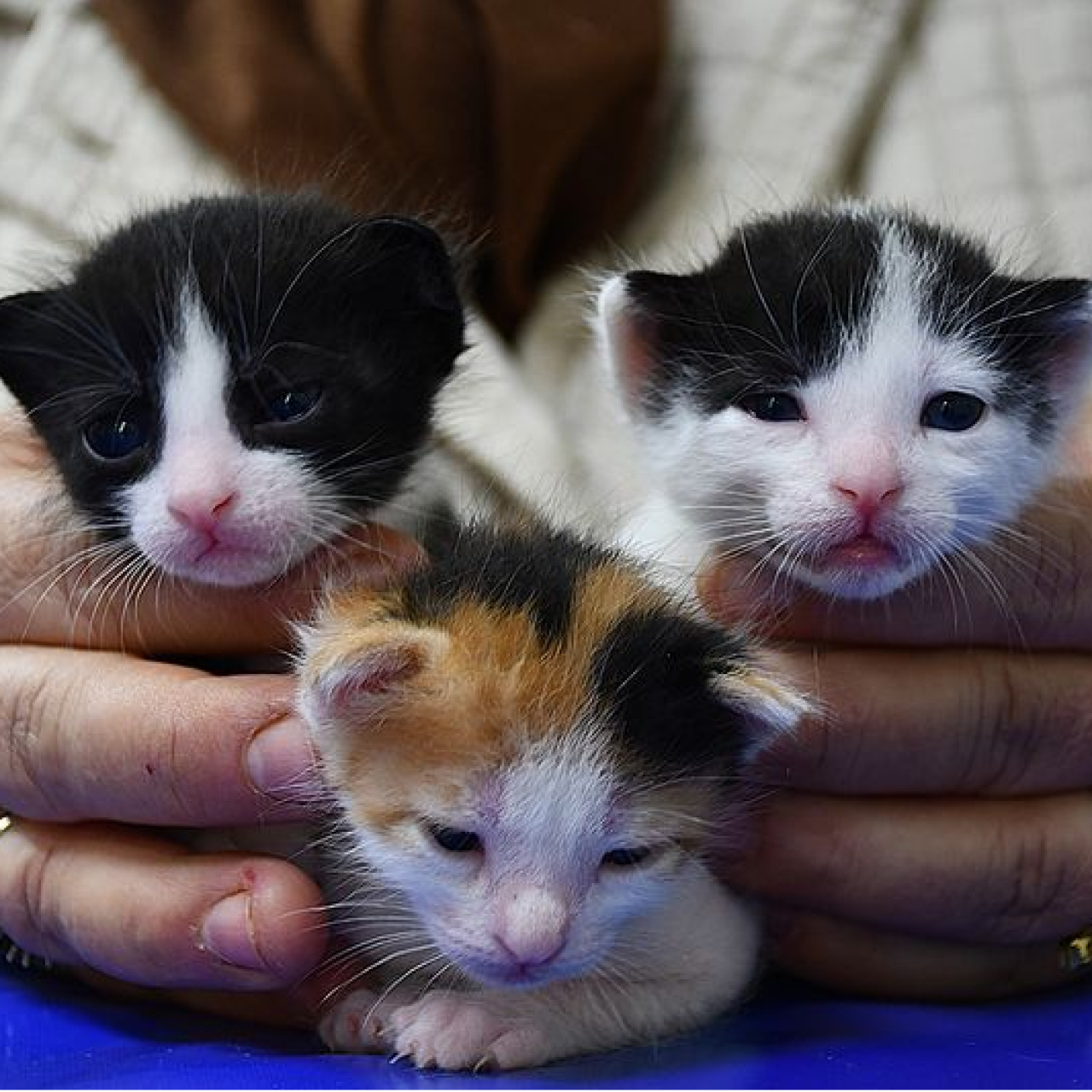 Doğum yapmakta zorlanan kedi, yavrularına sezaryenle kavuştu