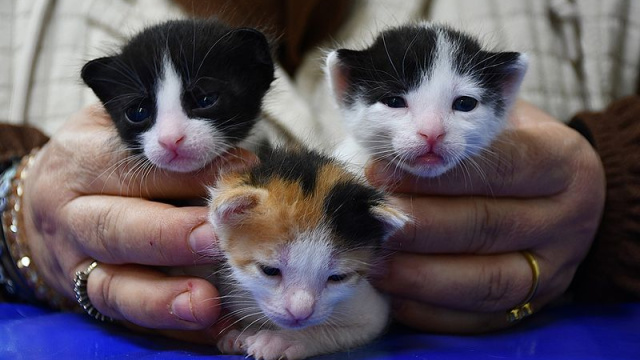 Doğum yapmakta zorlanan kedi, yavrularına sezaryenle kavuştu