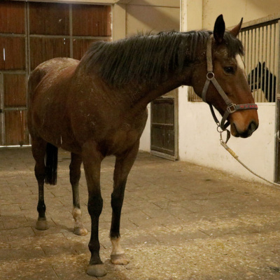 TMSF safkan İngiliz kısrağı ile tayını satışa çıkarıyor