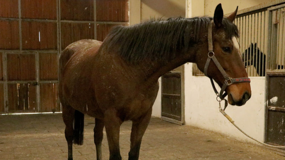 TMSF safkan İngiliz kısrağı ile tayını satışa çıkarıyor