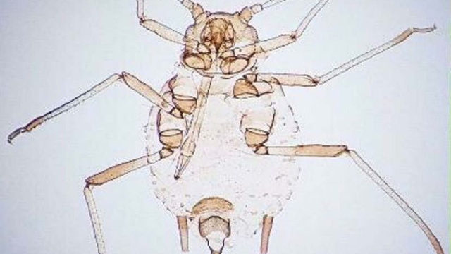 Kaz Dağları'nda keşfedildi