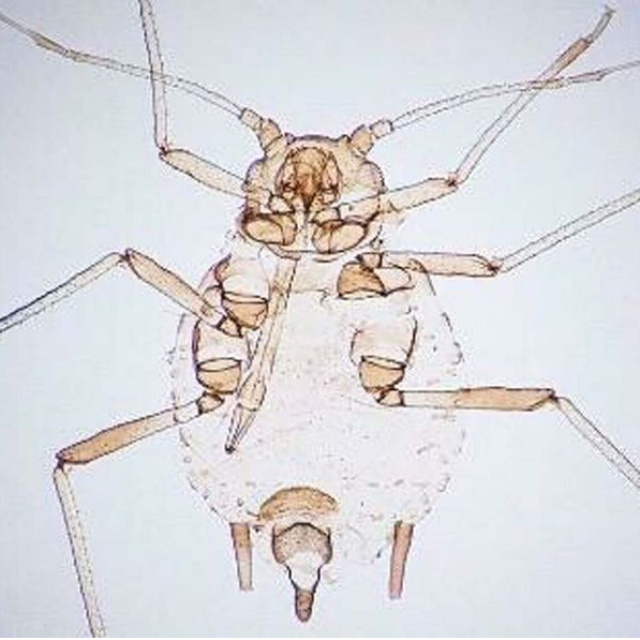 Kaz Dağları'nda keşfedildi