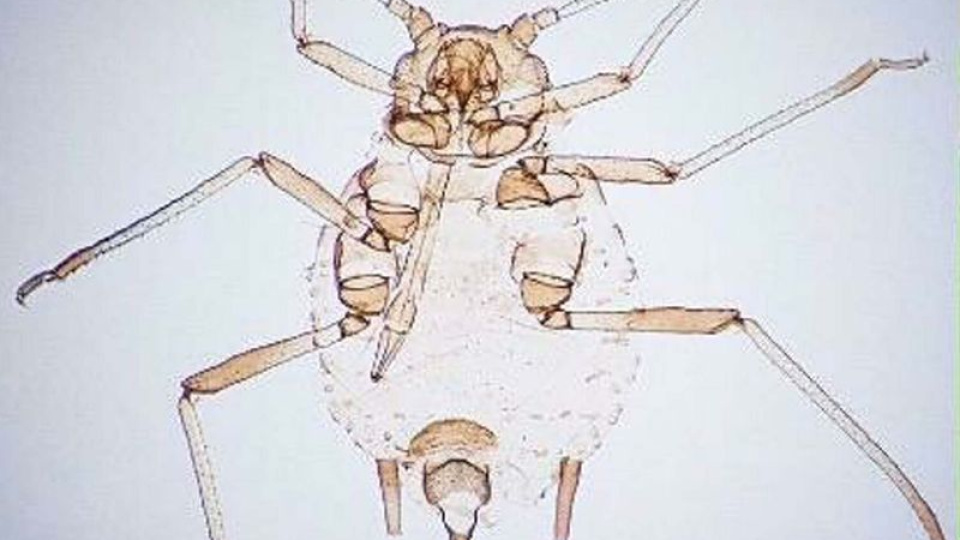 Kaz Dağları'nda keşfedildi