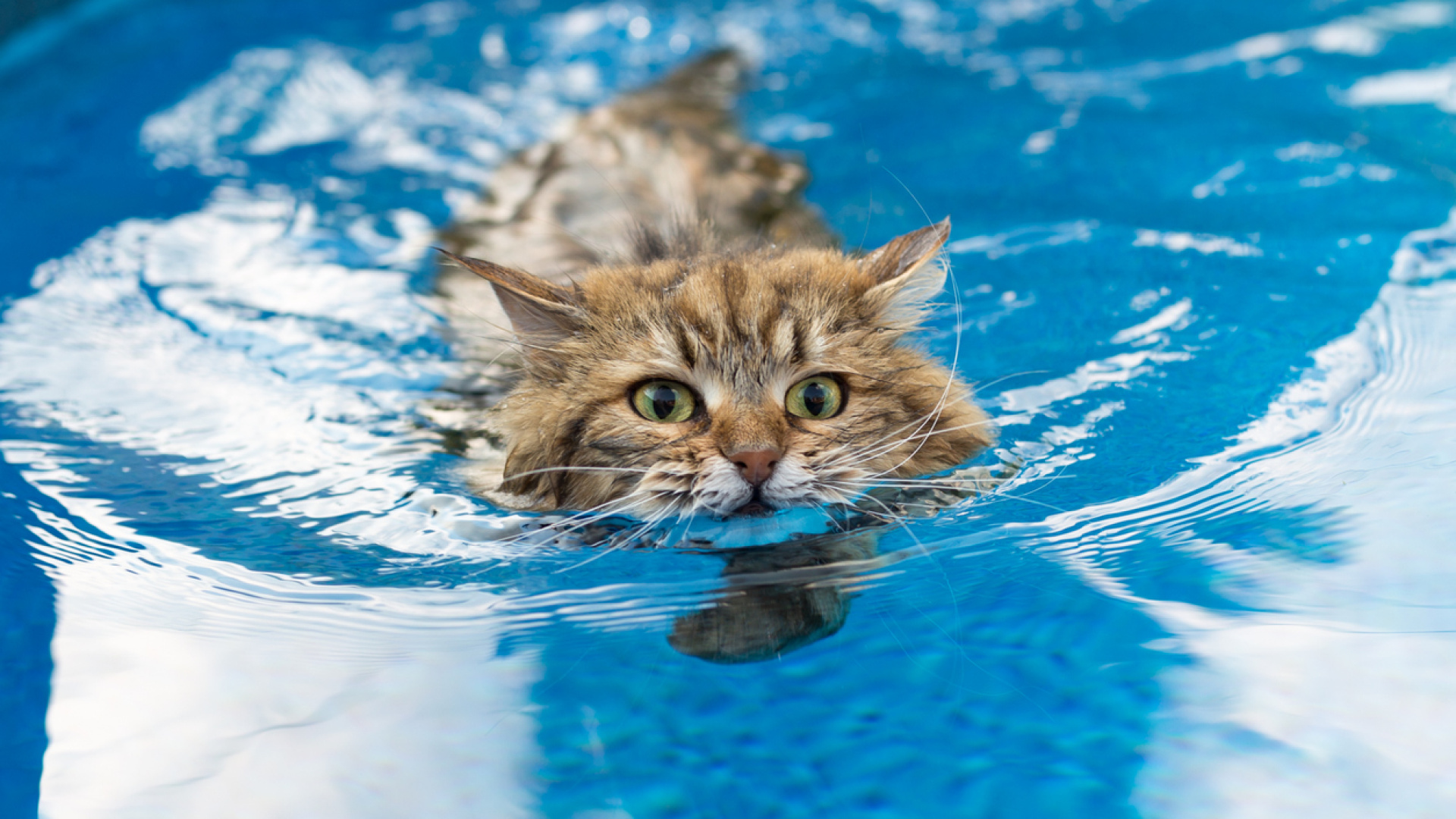 Sudan kaçan patiler: Kediler neden genellikle sudan hoşlanmaz? Sebebi çok eskiye dayanıyor!