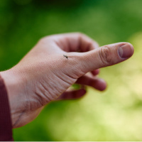 İnsanlığın en ölümcül düşmanı!