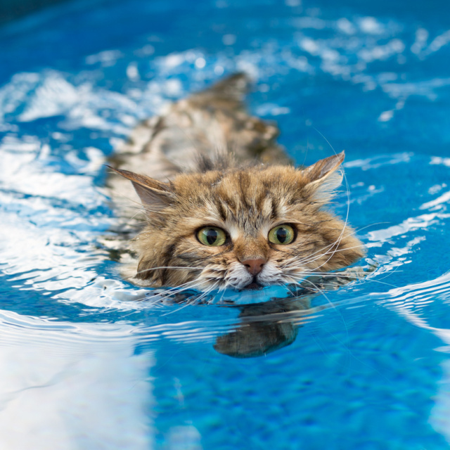 Kediler neden sudan kaçar?