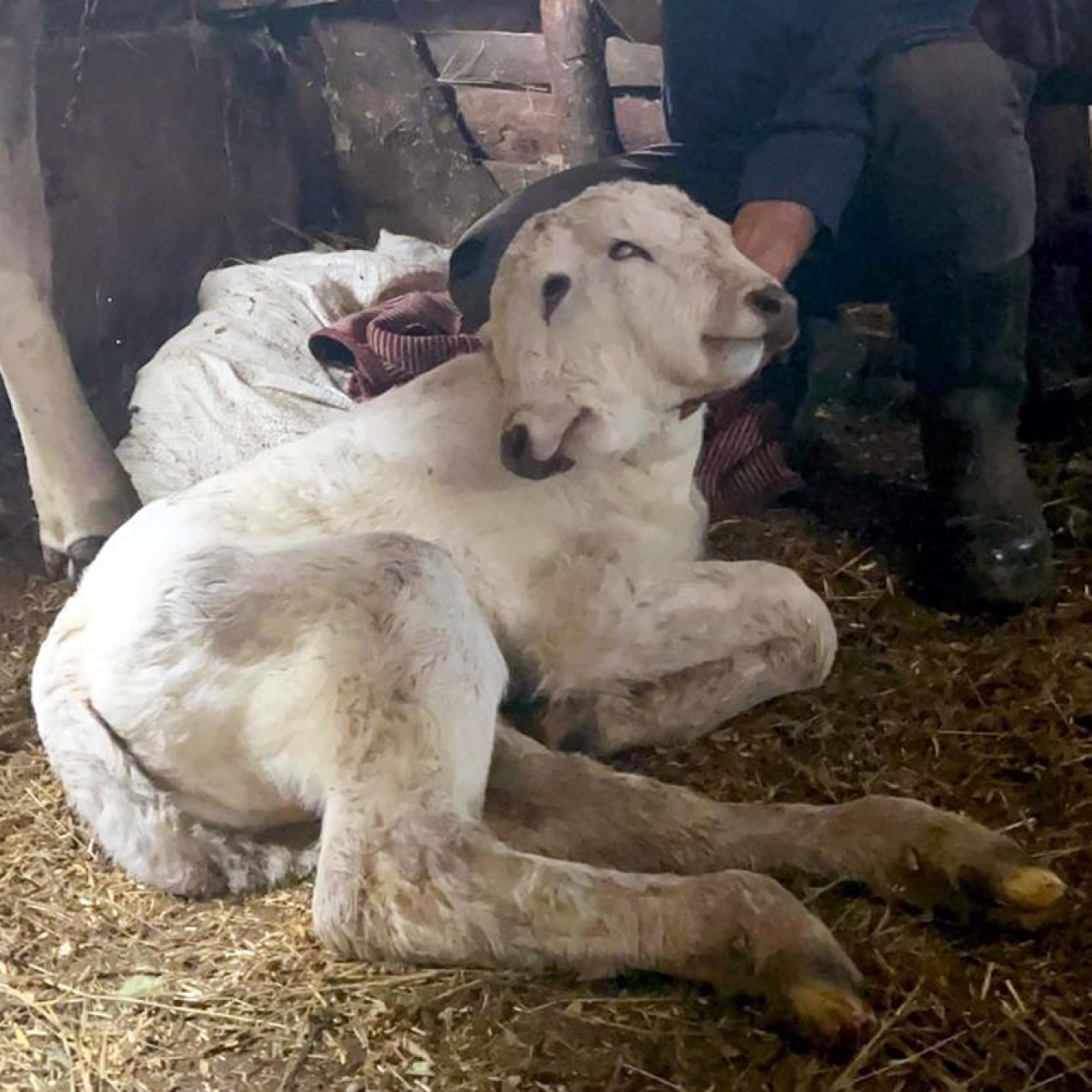 Çift başlı dünyaya geldi