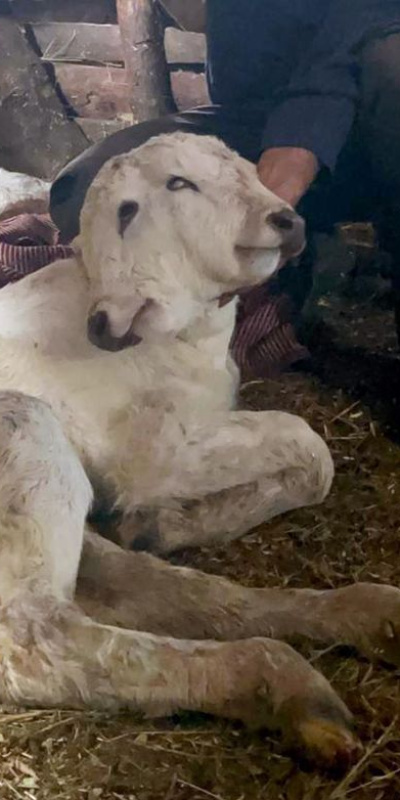 Çift başlı dünyaya geldi