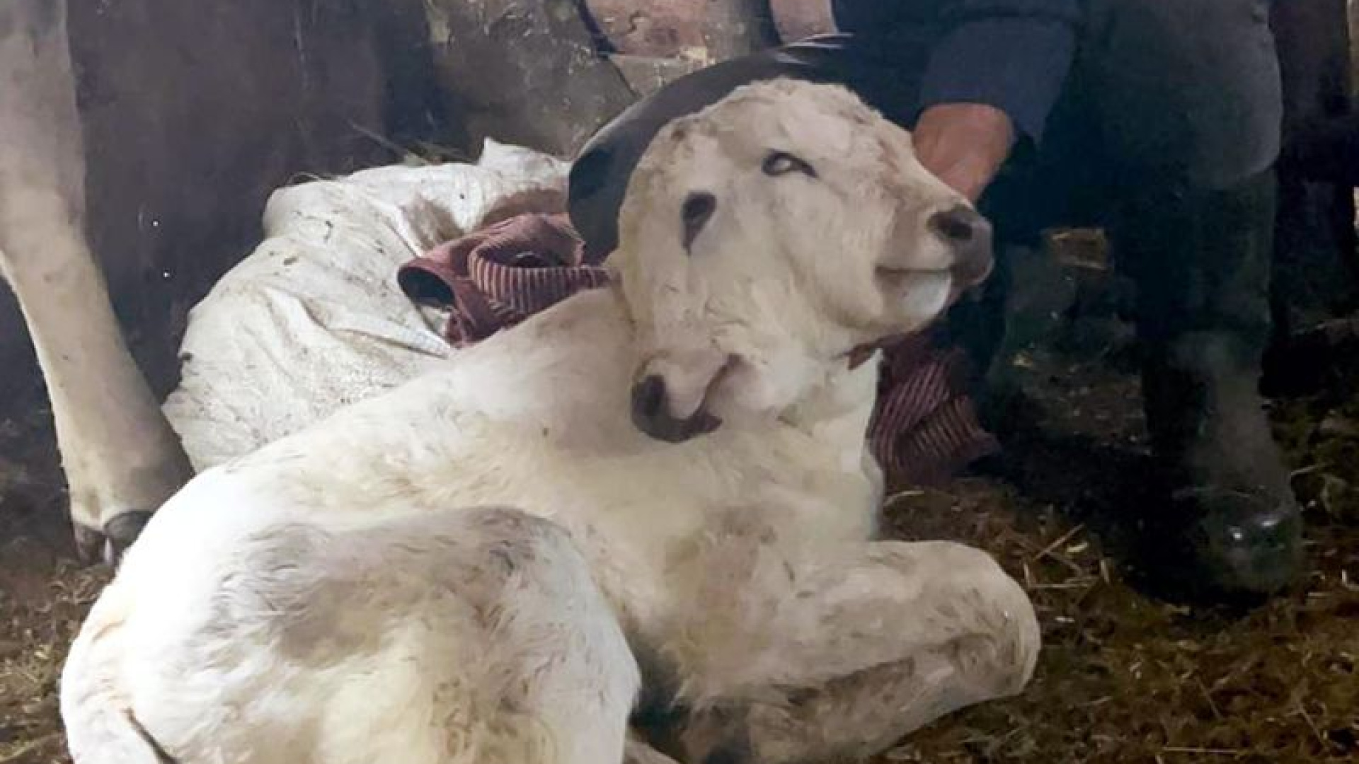 Erzurum'da Nadir Görülen Çift Başlı Buzağı Dünyaya Geldi