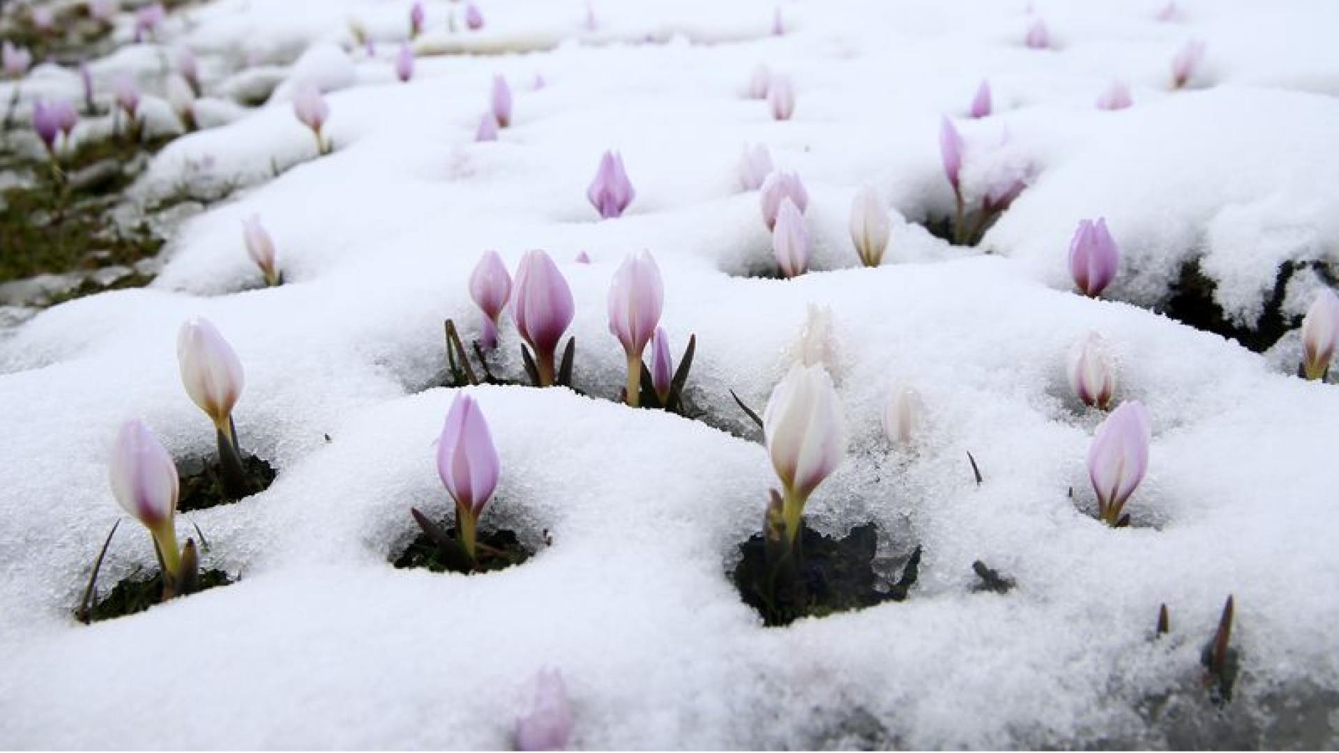 Baharın habercisi çiğdemler kar altında kaldı