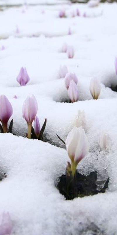 Baharın habercileri kar altında kaldı