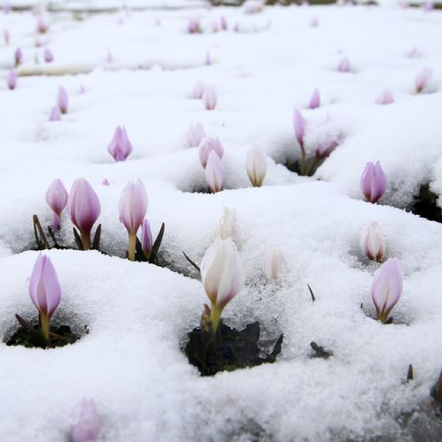 Baharın habercileri kar altında kaldı