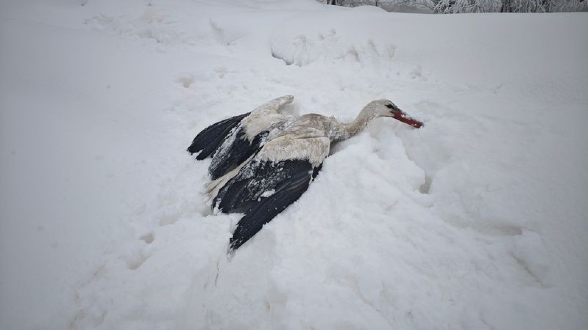 Yuvasından düşüp, kanatları donan leyleği kurtardı