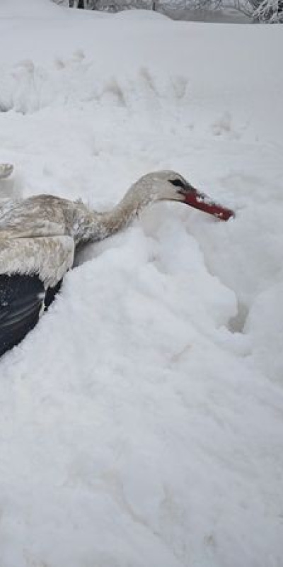 Kanatları donan leyleği böyle kurtardı