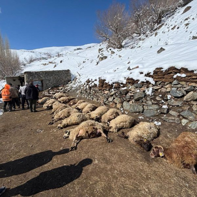 Ahır yangını: 68 hayvan telef oldu