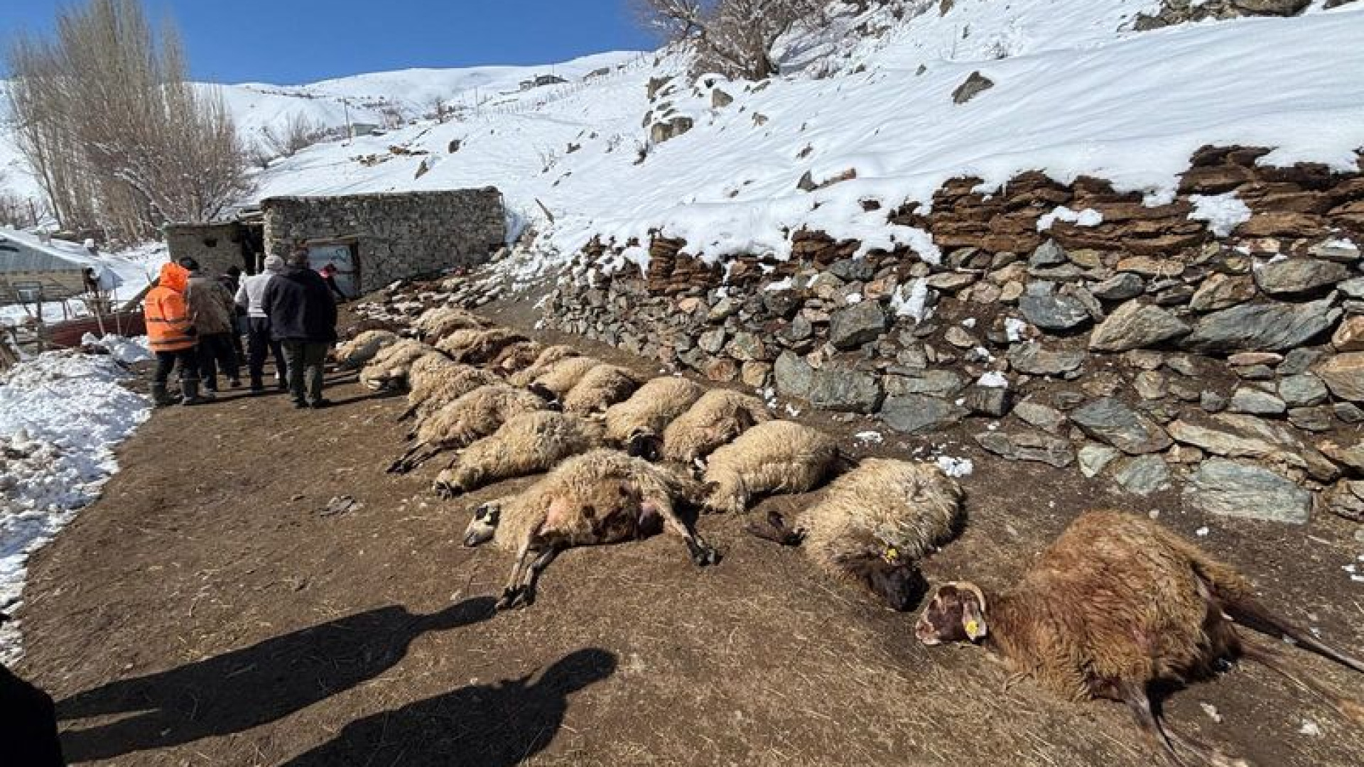 Van'da Ahır Yangını: 67 Küçükbaş Hayvan ve 1 İnek Can Verdi