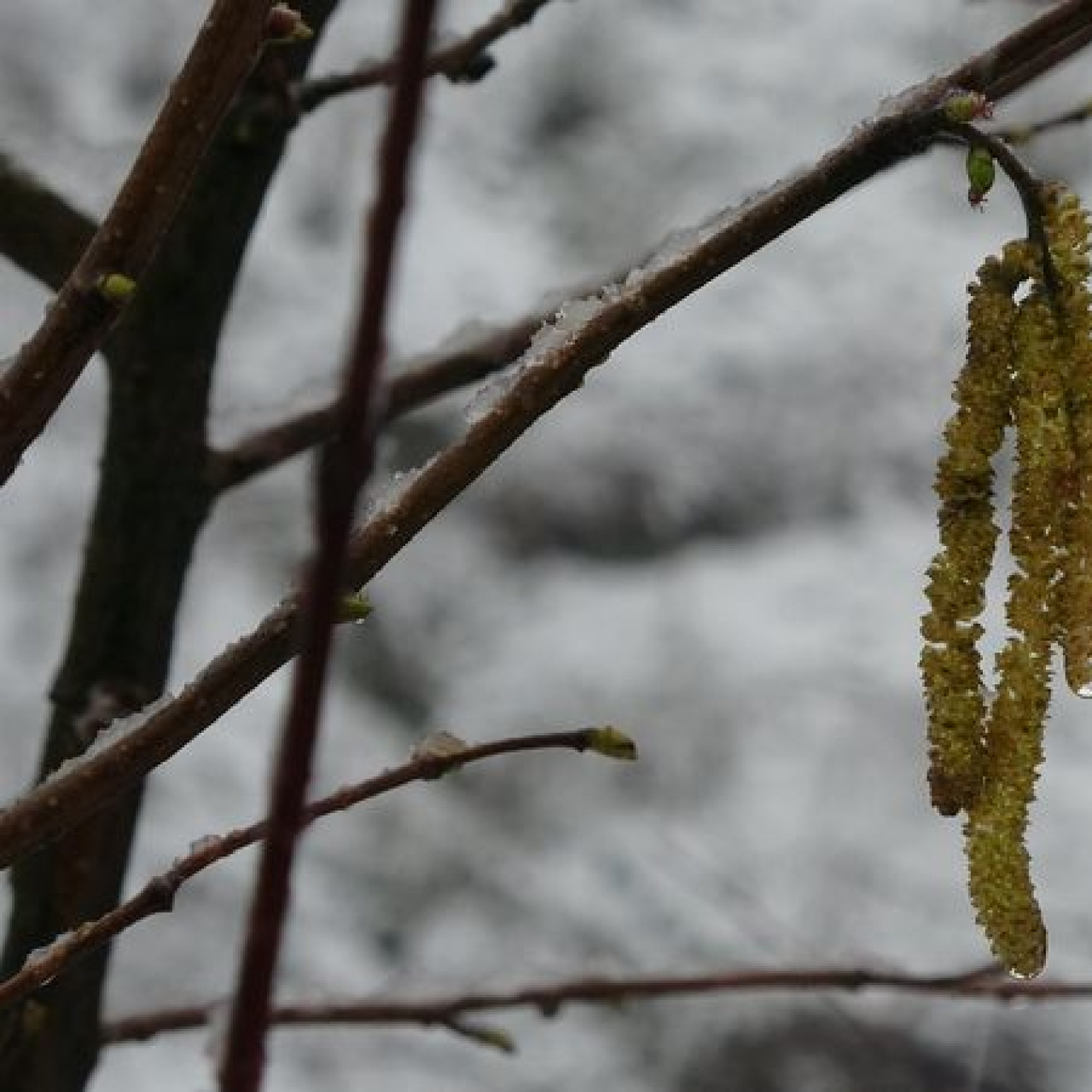 Fındıkta zirai don tehlikesi sürüyor