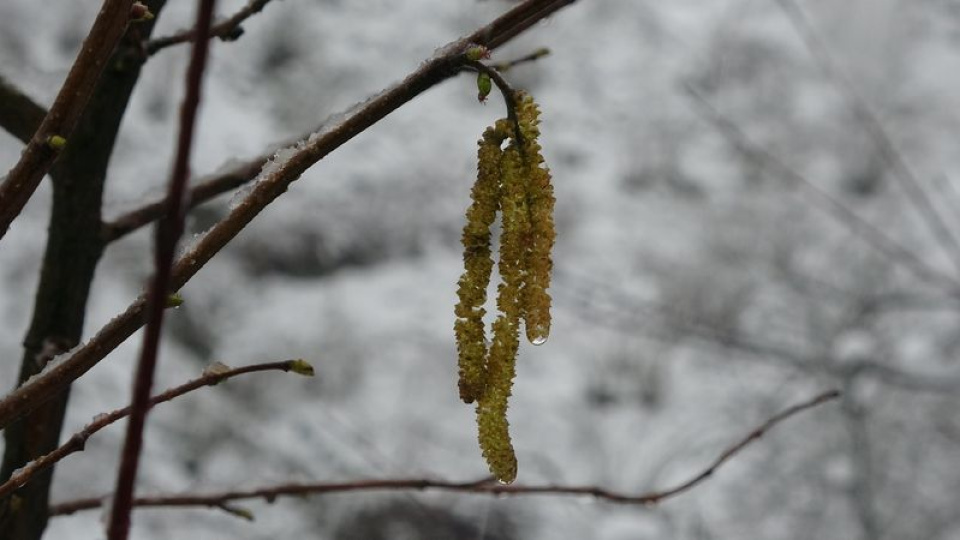 Fındıkta zirai don tehlikesi sürüyor