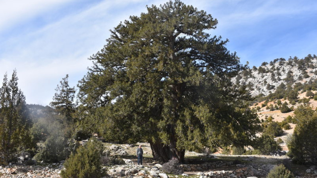 Karaman'ın en yaşlı ağacı... 1931 yaşında!