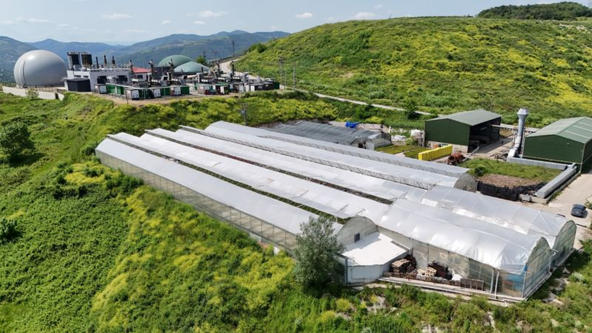 Samsun'da Atık Isıyla Yılda 2 Milyon Çiçek Üretiliyor