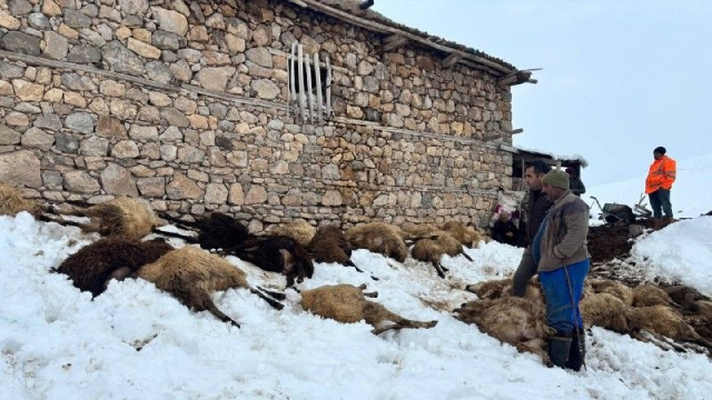 Yemden zehirlenen 80 koyun telef oldu