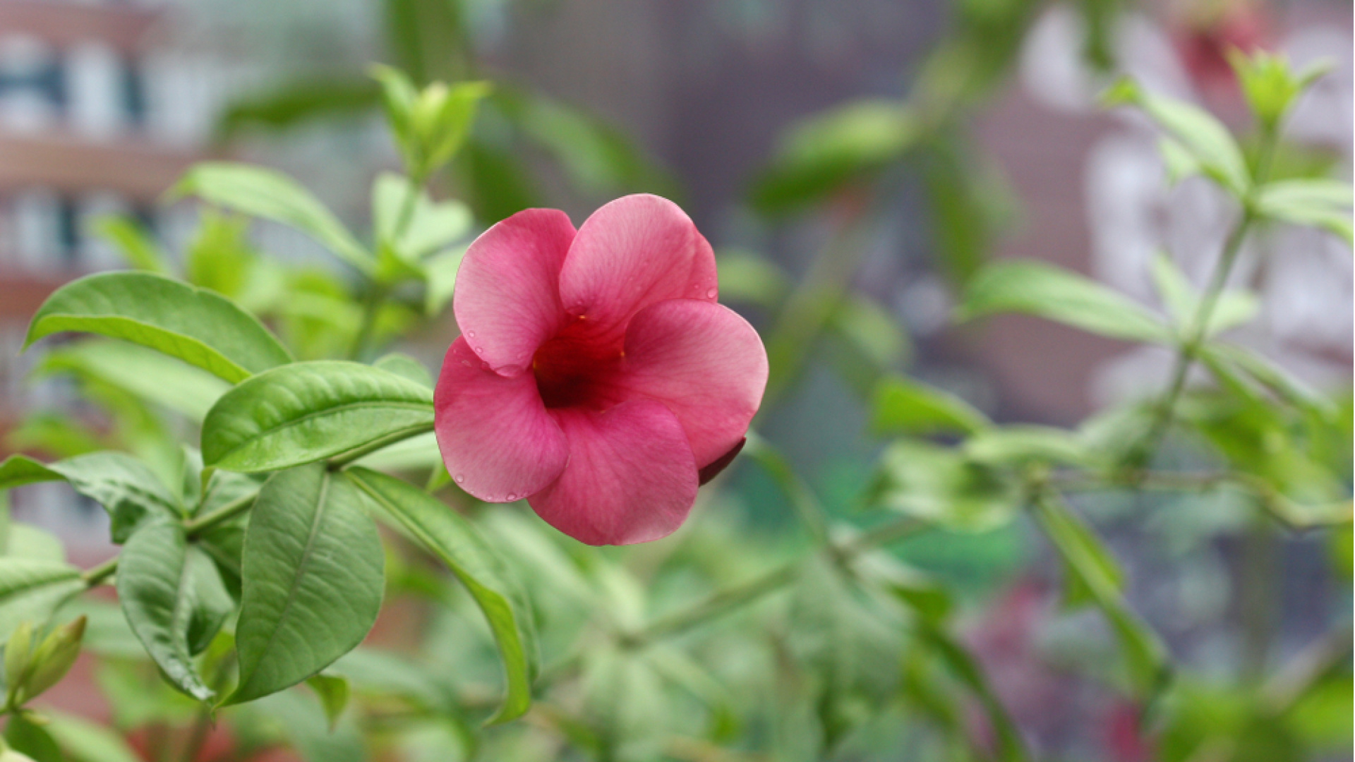 Üçüncü Cemre tarihi: Baharın habercisi son Cemre t…