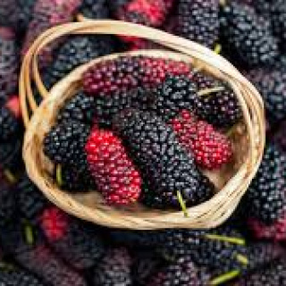 Evde karadut özü nasıl yapılır?