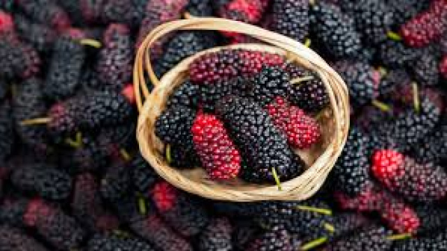 Evde karadut özü nasıl yapılır?