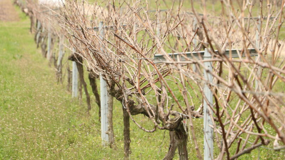"Gün Işığı" üzümü yaygınlaştırılacak