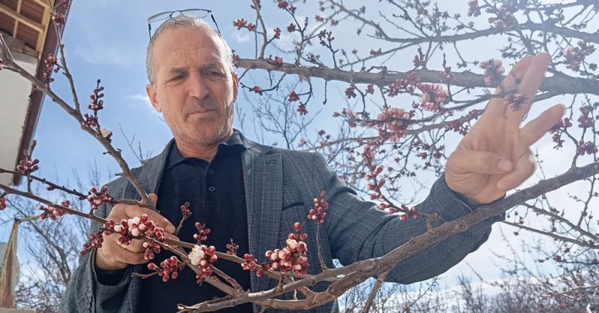 Malatya Kayısı Ağaçları Çiçek Aşkı