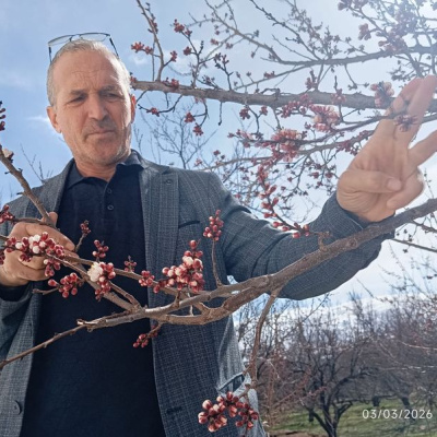 Malatya'da kayısı ağaçları şaşırttı
