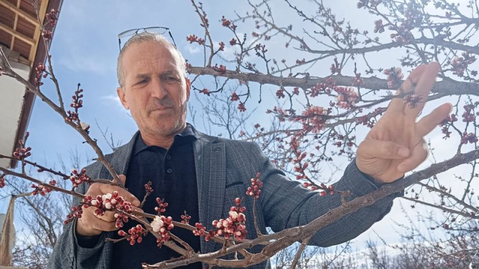 Malatya'da kayısı ağaçları şaşırttı