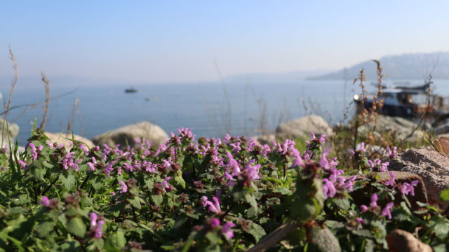 Sapanca Gölü çevresinde 112 bitki kayıt altına alındı